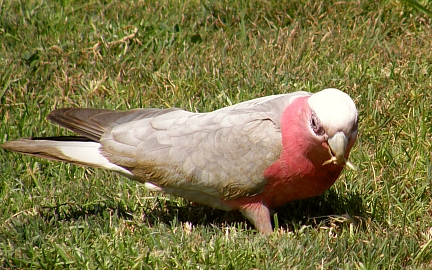 male female female galah cockatoo male female female galah cockatoo