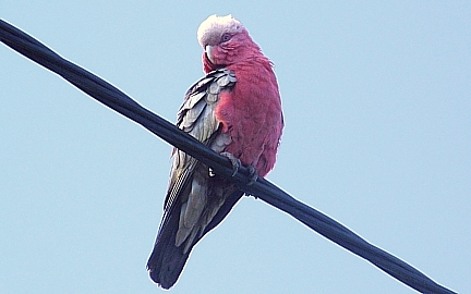 male female female galah cockatoo male female female galah cockatoo
